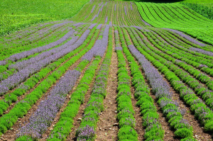 10619996_570614219716171_7033265229638074444_o